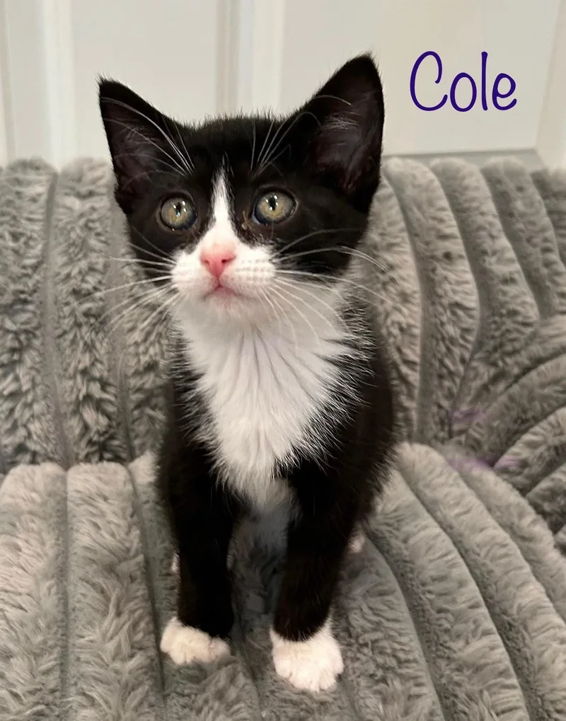 Cole thumbnail 4