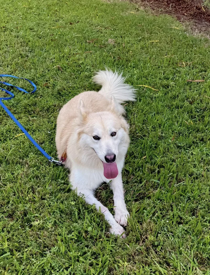 A young medium-sized male White / Cream Husky dog named Yukon for adoption in Houston, TX