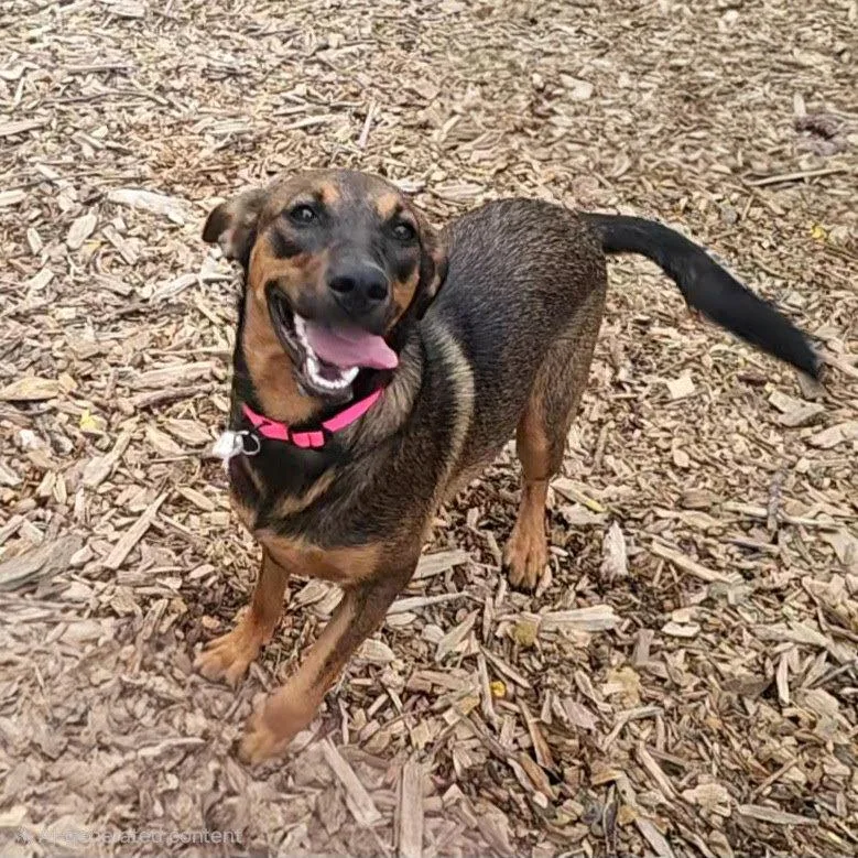A young medium-sized female Shepherd dog named Mabel for adoption in Ringwood, NJ