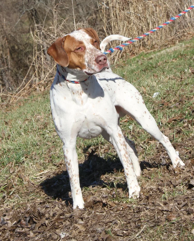 Piglet Aka Piggie thumbnail 2