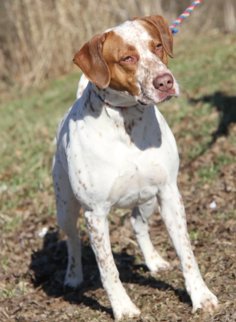 Piglet Aka Piggie thumbnail 3