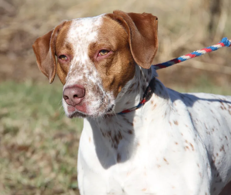 Piglet Aka Piggie thumbnail 4