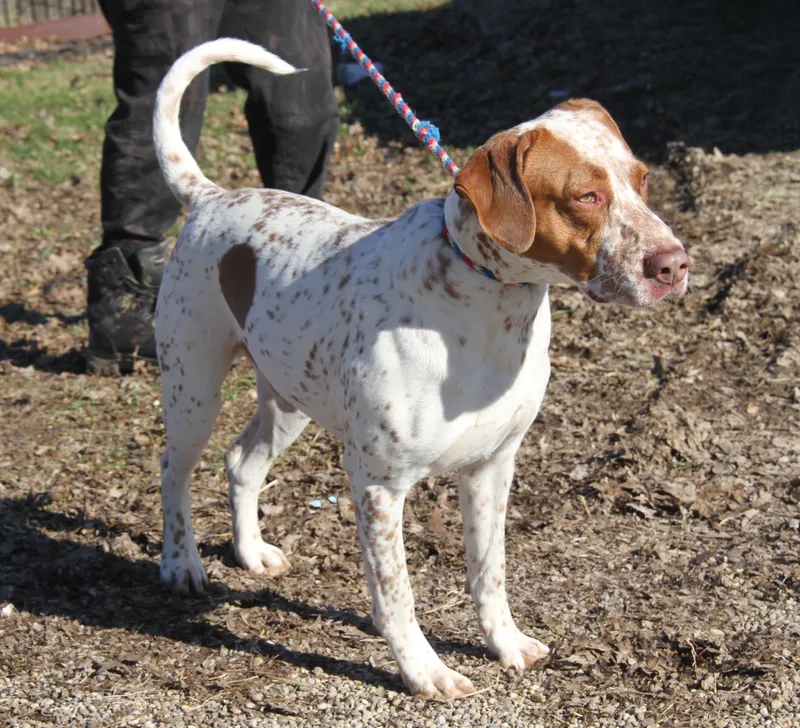 Piglet Aka Piggie thumbnail 5