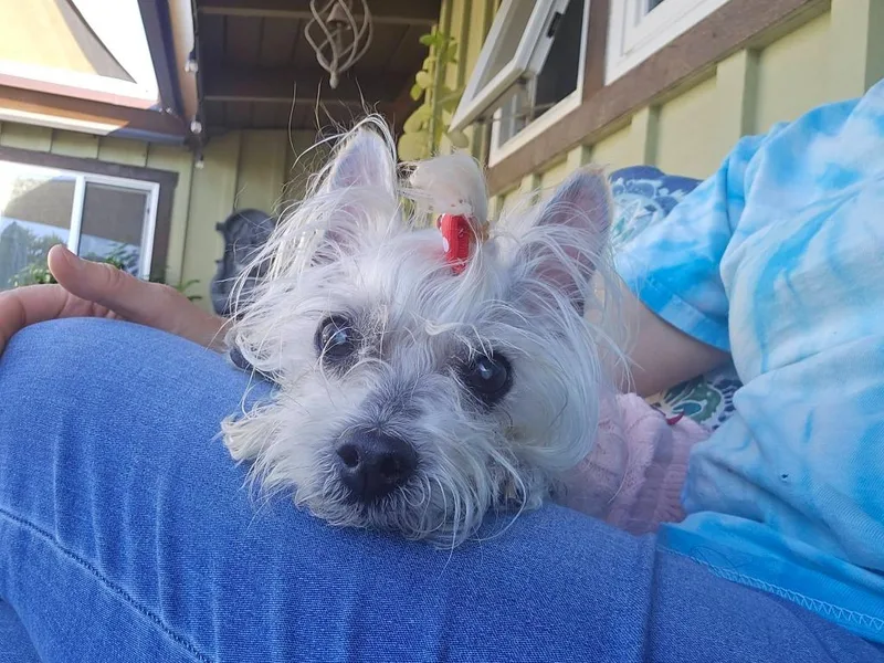 A senior small-sized female Maltese dog named Rosie for adoption in El Cajon, CA