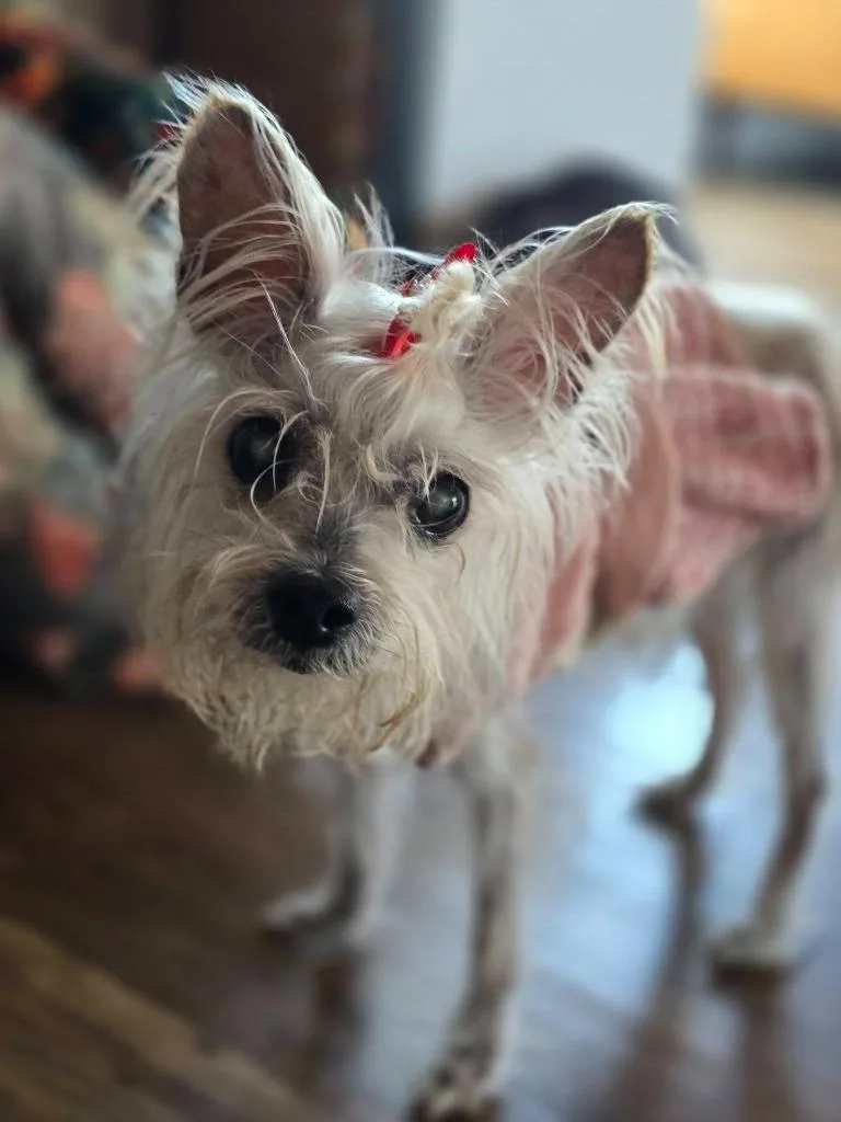 Rosie thumbnail 3