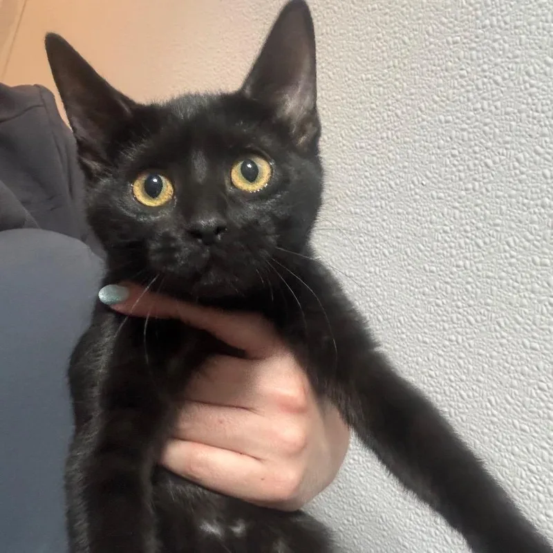 A baby small-sized female Black Domestic Short Hair cat named Kairi for adoption in Midland, TX