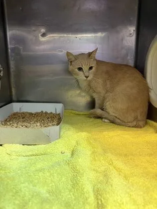 A baby large-sized female White Domestic Short Hair cat named Suky for adoption in El Paso, TX