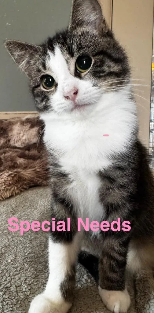 A baby small-sized female Domestic Short Hair cat named Freya for adoption in Brainardsville, NY