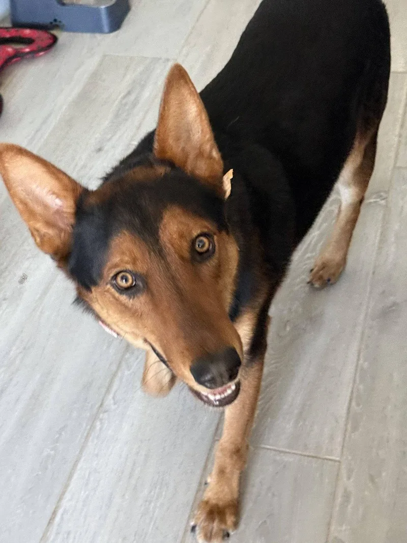 Loki