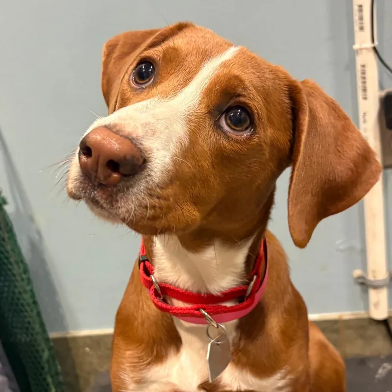 A young medium-sized female Red / Chestnut / Orange Mixed Breed dog named Miss Jellybean for adoption in Chattanooga, TN