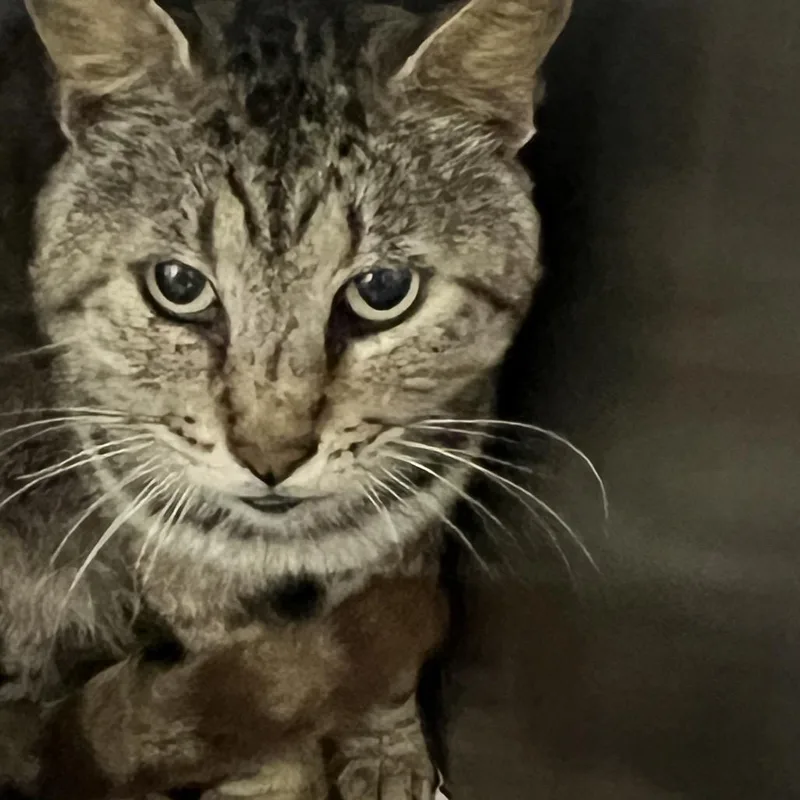 A senior large-sized male Gray / Blue / Silver American Shorthair cat named Tom Jones for adoption in Galveston, TX