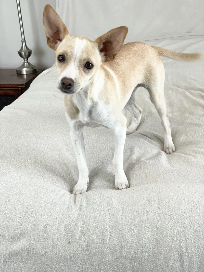 A young small-sized female Chihuahua dog named Perfect Penny for adoption in Burlington, NC
