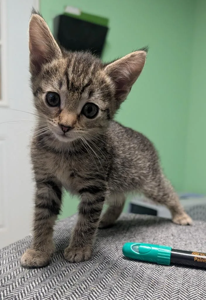 A baby medium-sized female Domestic Short Hair cat named Sierra Scarlett for adoption in Shelton, WA
