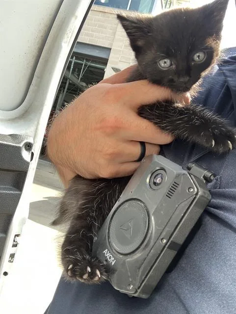 A baby small-sized male Domestic Short Hair cat named Bane for adoption in Dallas, TX