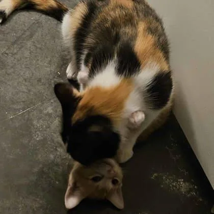 An adult small-sized female Orange / Red Domestic Short Hair cat named Jenga for adoption in Atlanta, GA