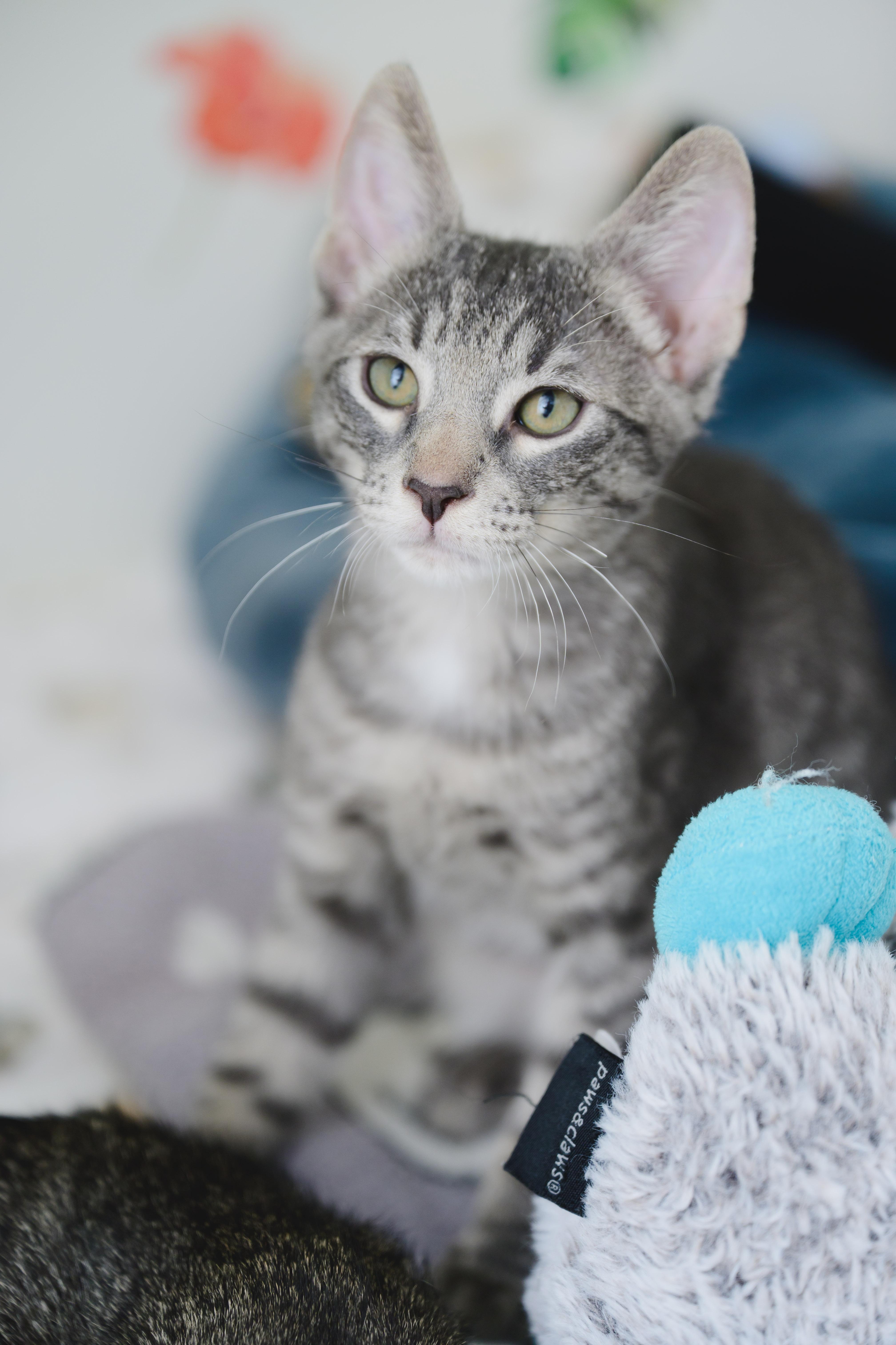 A baby small-sized female Domestic Short Hair cat named Sora for adoption in Honolulu, HI