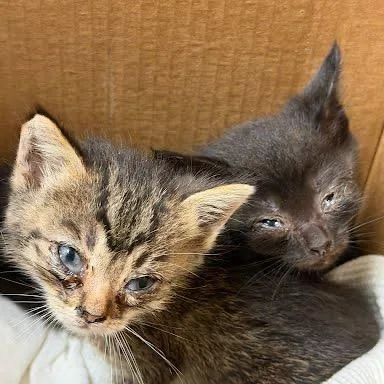A baby small-sized female Brown / Chocolate Domestic Short Hair cat named Freebird for adoption in Austin, TX