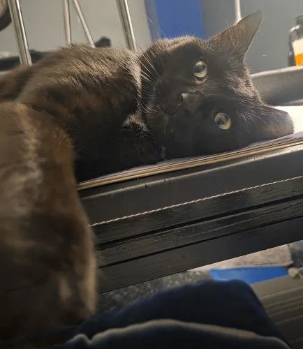 Elvis Special Needs thumbnail 2