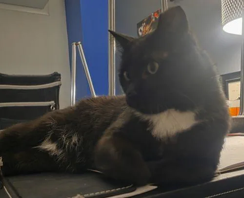 Elvis Special Needs thumbnail 3