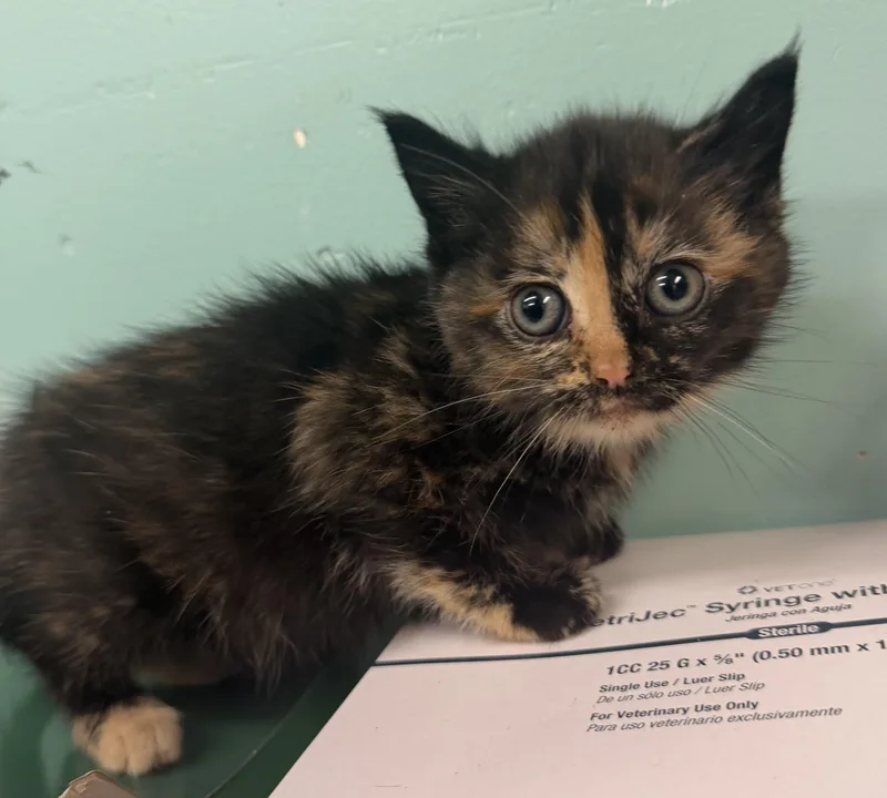 A baby medium-sized female Tortoiseshell Domestic Short Hair cat named Jenesis for adoption in Hudson, NY