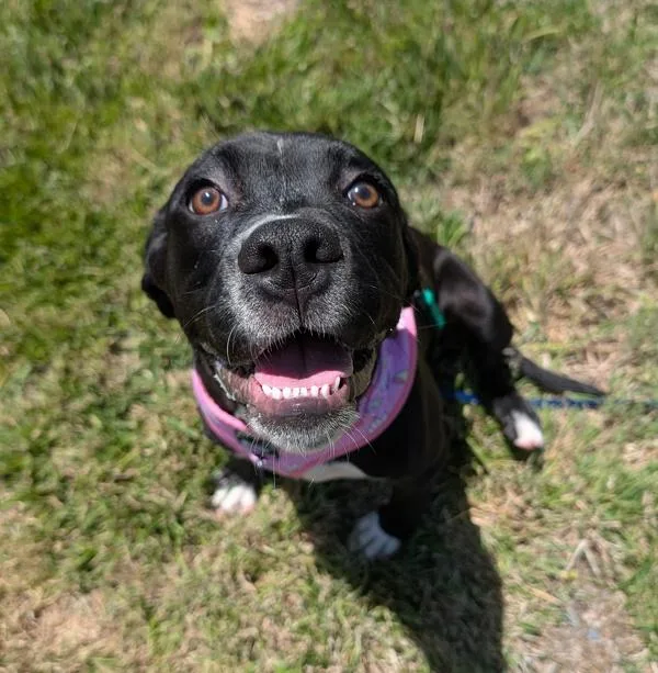 A young medium-sized female Boxer dog named Moonbug for adoption in Healdsburg, CA