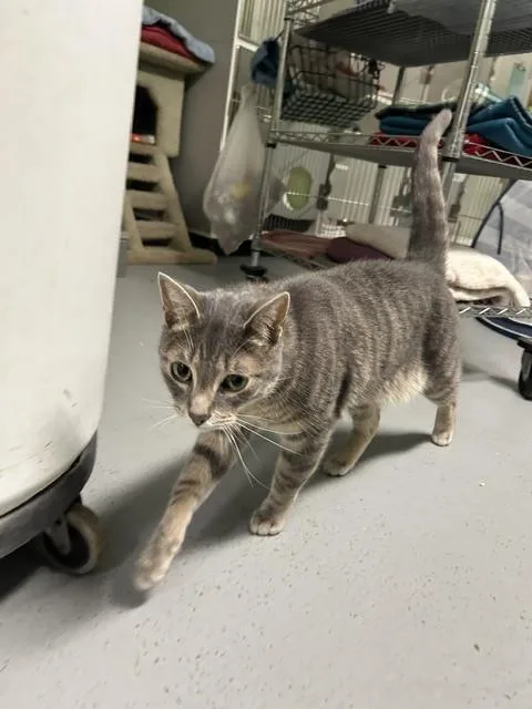 An adult medium-sized male Gray / Blue / Silver Domestic Short Hair cat named Sanborn for adoption in Muskegon, MI