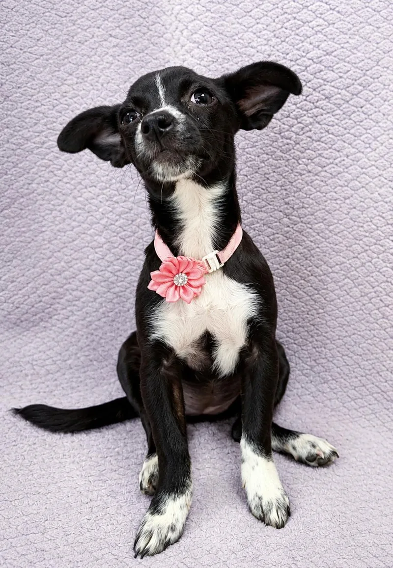 A baby small-sized female Chiweenie dog named Sapphire for adoption in Lodi, CA