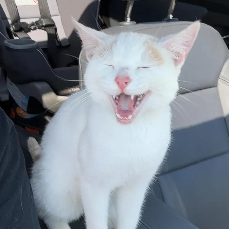 An adult small-sized male White Domestic Short Hair cat named Asher for adoption in Rochester, MN