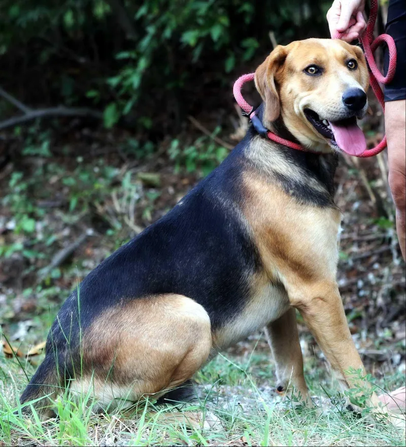 An adult large-sized male Labrador Retriever dog named Bruno for adoption in Maidens, VA