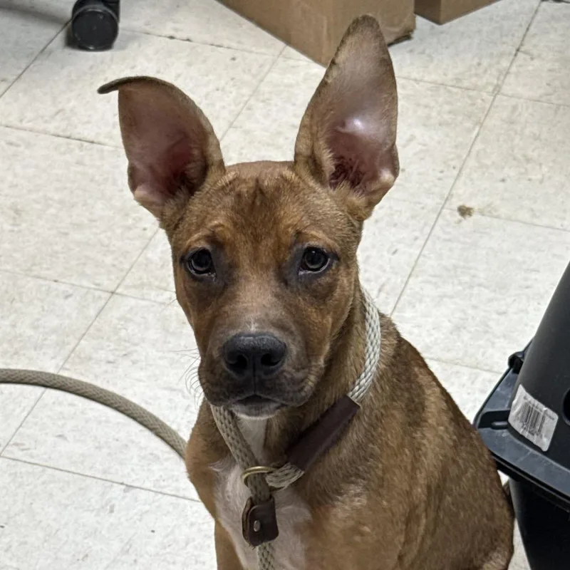 A young medium-sized male Shepherd dog named Bongo for adoption in Jacksonville, AR