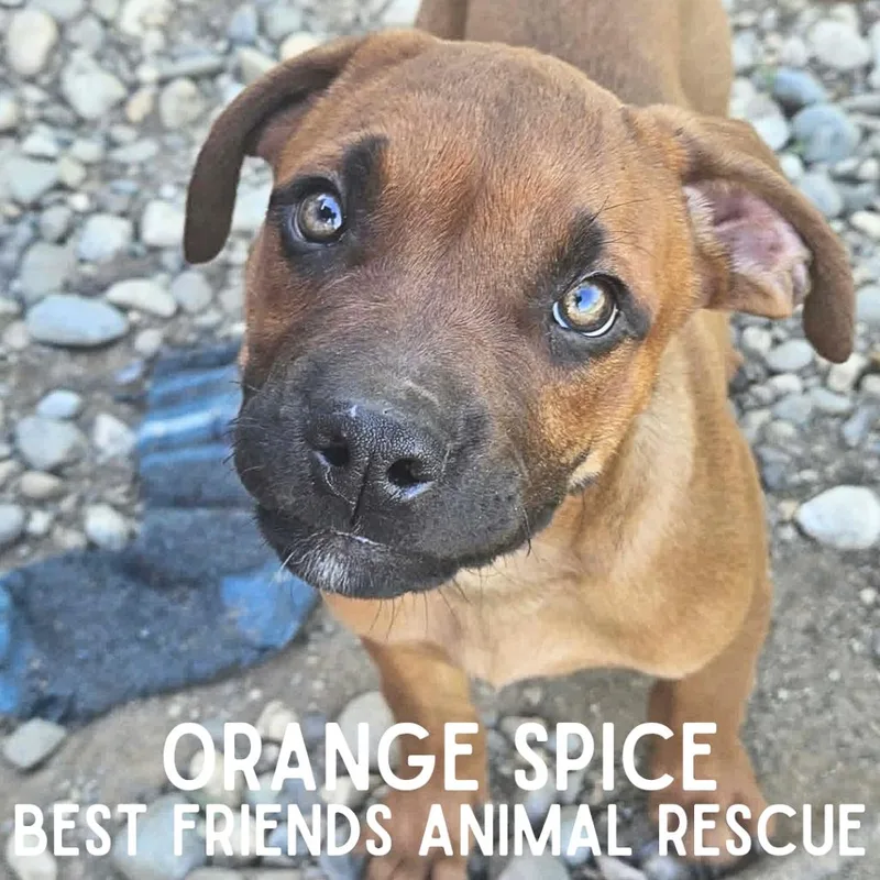 Orange Spice
