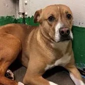 A young medium-sized female Yellow / Tan / Blond / Fawn Pit Bull Terrier dog named Clio for adoption in Phoenix, AZ