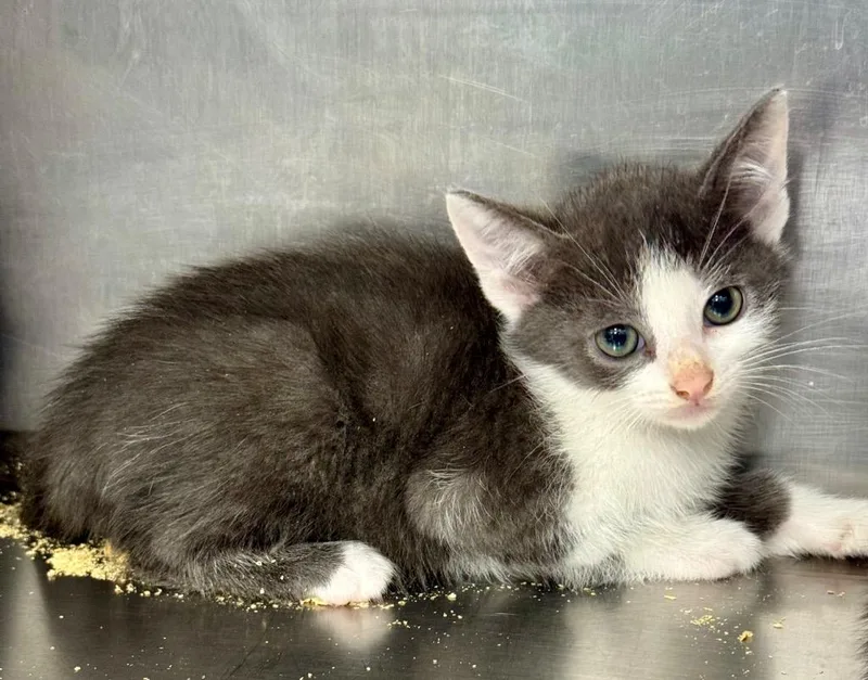 A baby medium-sized male Domestic Short Hair cat named Ness for adoption in Danielsville, GA