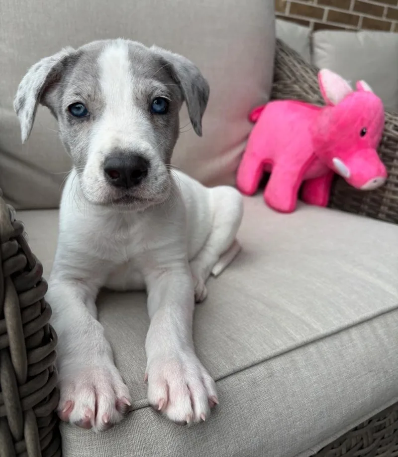 A baby large-sized male Gray / Blue / Silver Great Dane dog named Poe for adoption in Sedalia, CO
