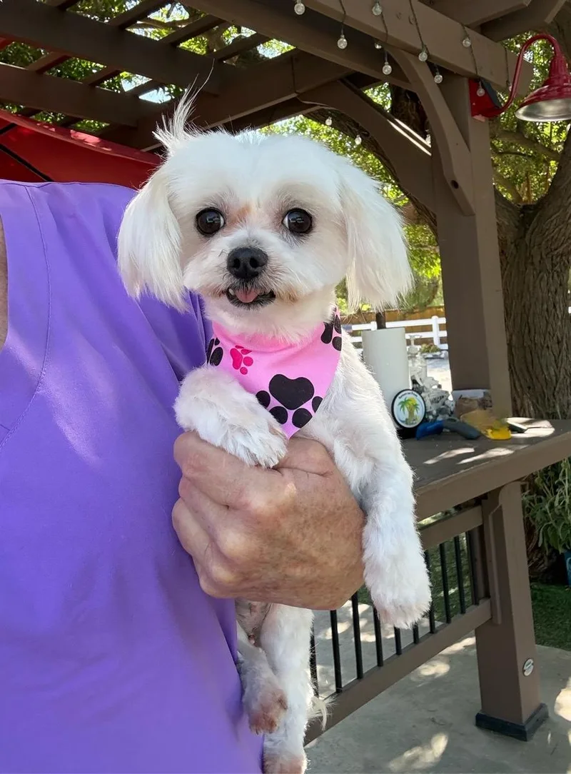 An adult small-sized female White / Cream Maltese dog named Calista for adoption in Temecula, CA