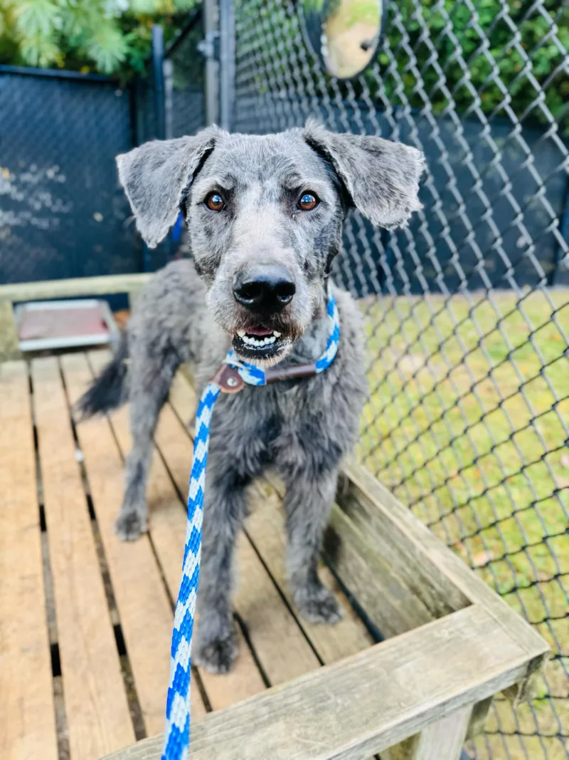 An adult medium-sized male Gray / Blue / Silver Sheepadoodle dog named Champ for adoption in Amityville, NY