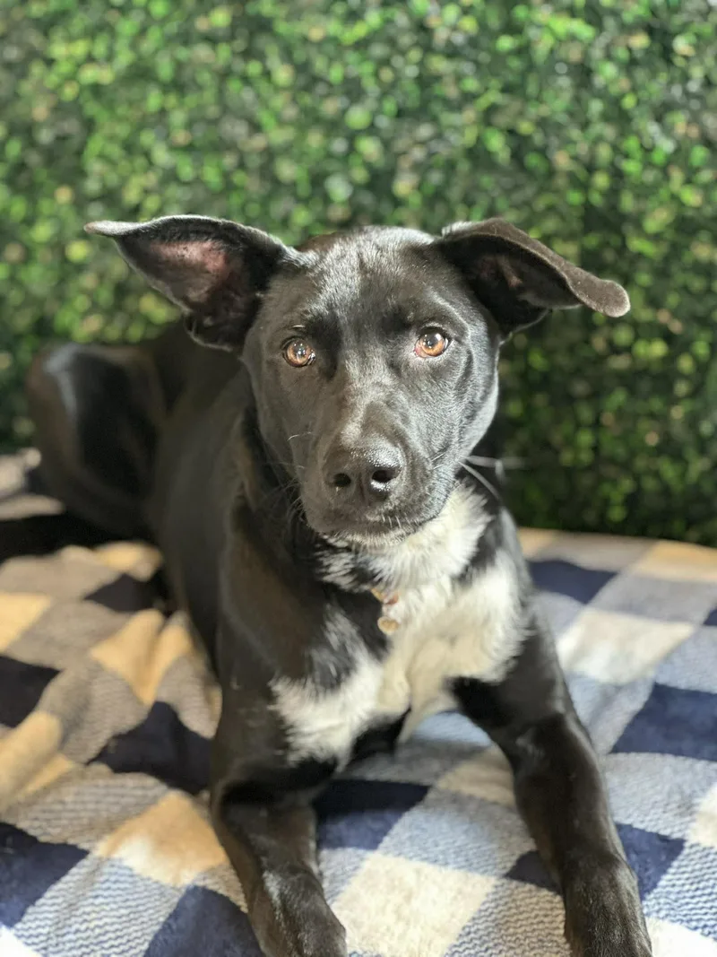 Laurette thumbnail 2