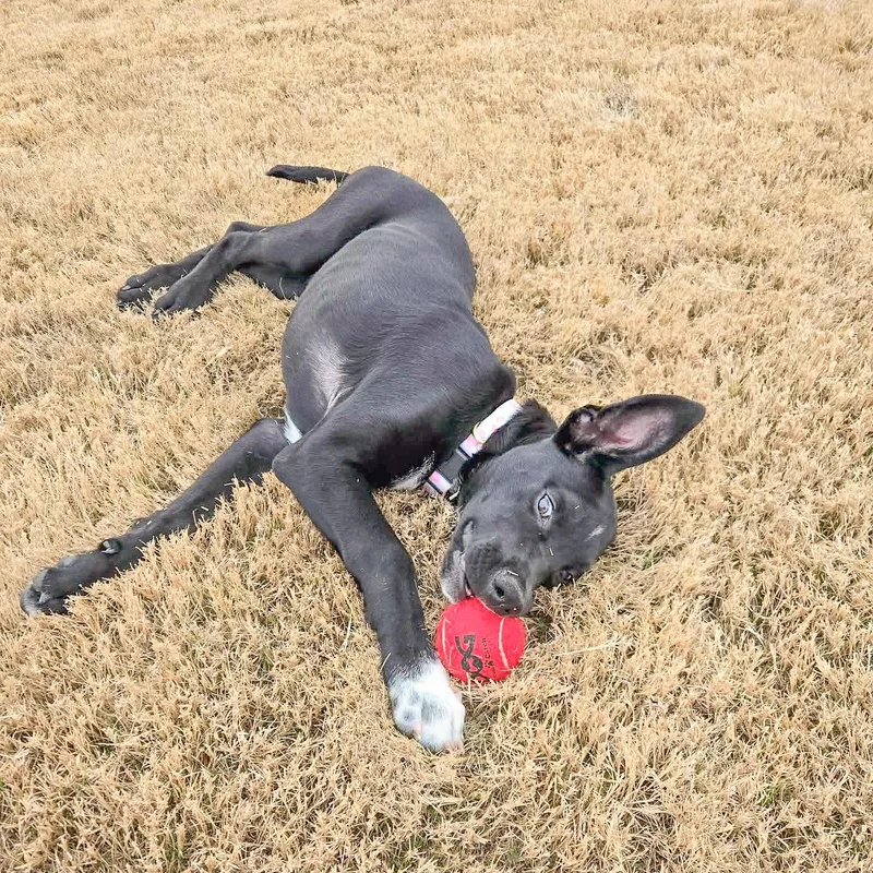 Laurette thumbnail 4