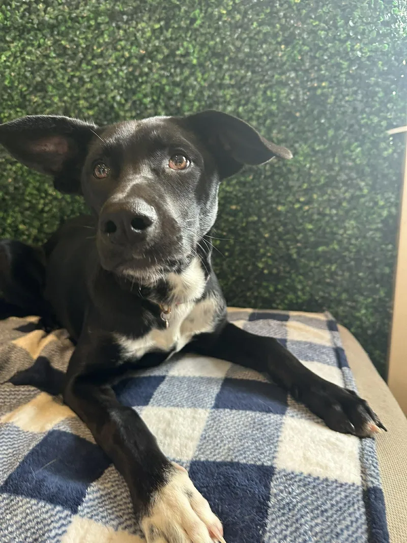 Laurette thumbnail 5