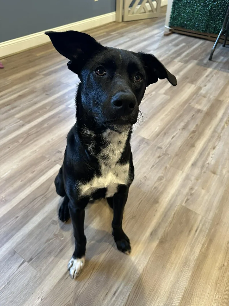 A young medium-sized female Black Labrador Retriever dog named Laurette for adoption in Warren, RI