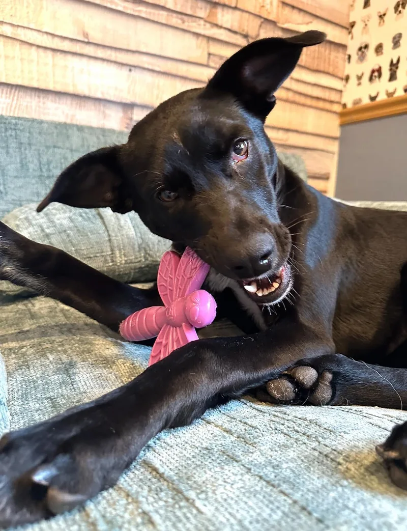 Laurette thumbnail 6