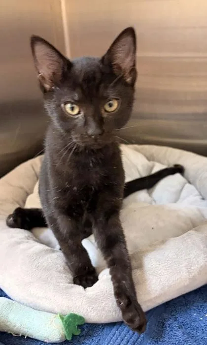 A baby small-sized female Domestic Short Hair cat named Little Debbie for adoption in New Albany, IN