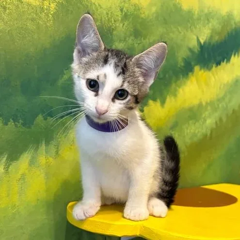 A baby medium-sized male Tabby (Gray / Blue / Silver) Domestic Short Hair cat named Kif for adoption in Athens, GA