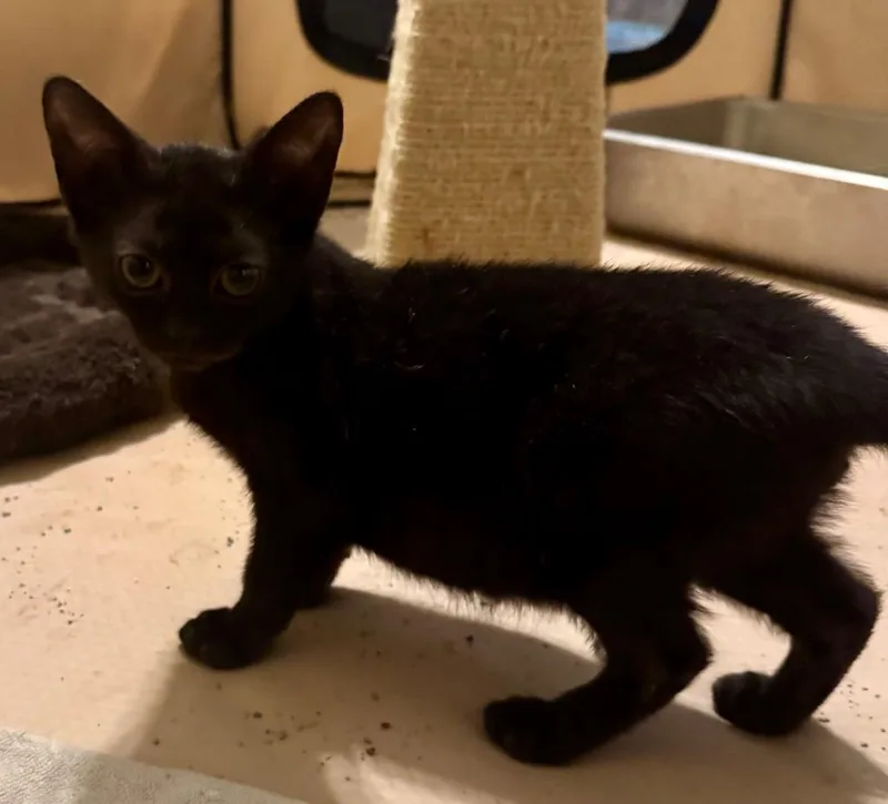 A baby medium-sized male Bombay cat named Edgar Destroyer Of Worlds for adoption in Fort Myers, FL