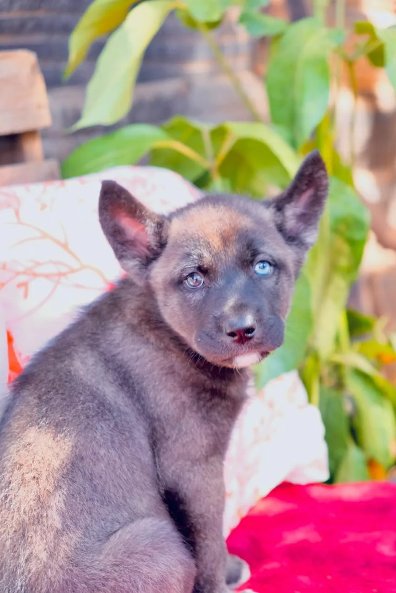 A baby large-sized female Siberian Husky dog named Ophelia for adoption in San Diego, CA