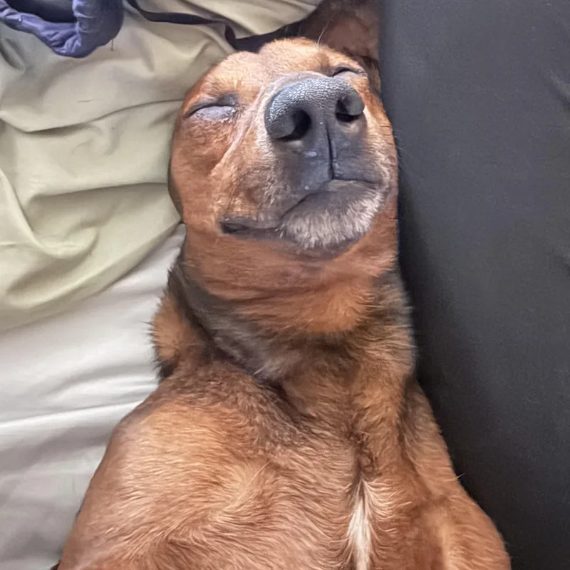 A young small-sized male Brown / Chocolate Dachshund dog named Mr. Velcro Cosmo for adoption in Ridgefield, WA