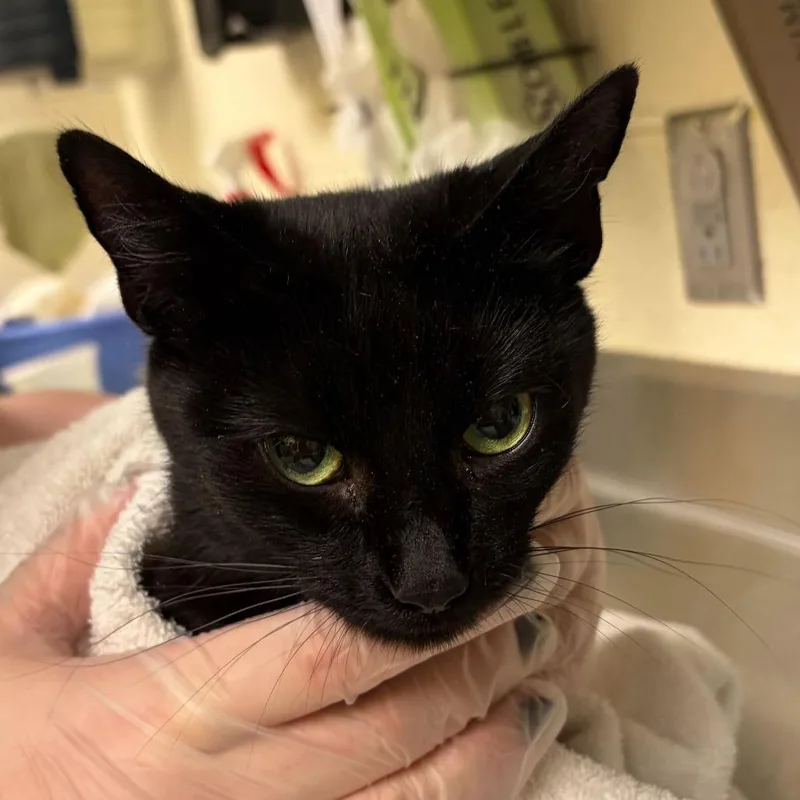 An adult medium-sized female Black Domestic Short Hair cat named Elinor for adoption in Asheville, NC