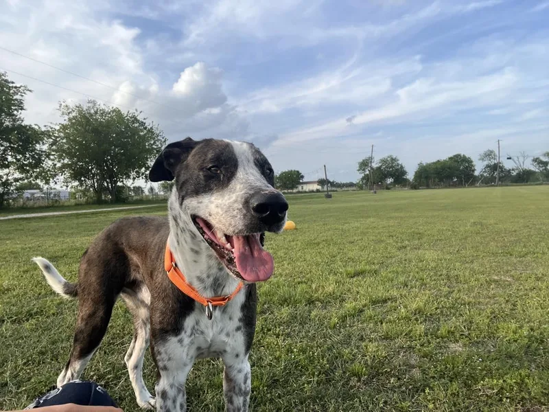 An adult large-sized male Bicolor Great Dane dog named Windsor for adoption in Bullard, TX