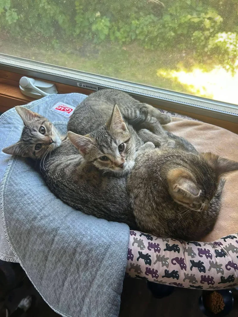 A baby medium-sized female Domestic Short Hair cat named Maggie Mae for adoption in Detroit Lakes, MN