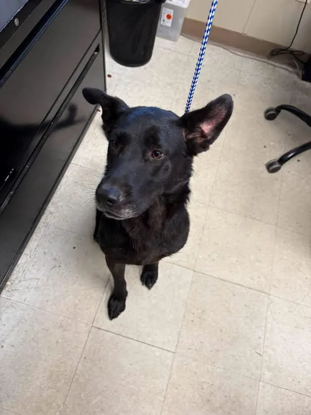 A senior medium-sized female Black Labrador Retriever dog named Java for adoption in Oakdale, CA
